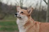 CORGI PEMBROKE 1437